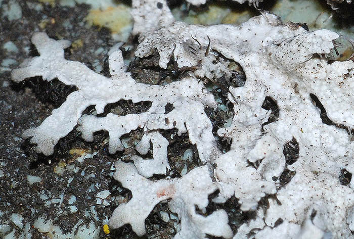 Licheni su  ofiolite da det.